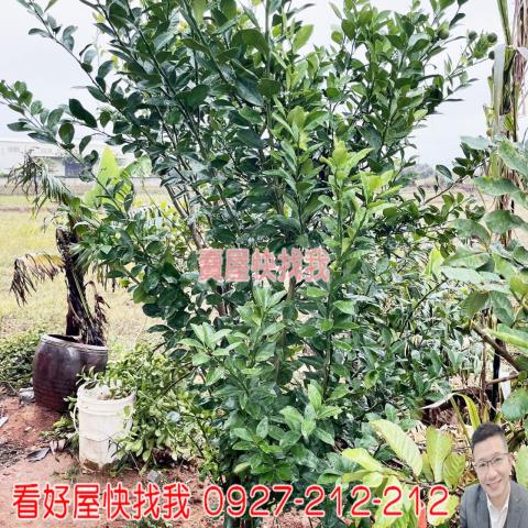 桃園新屋農地-8